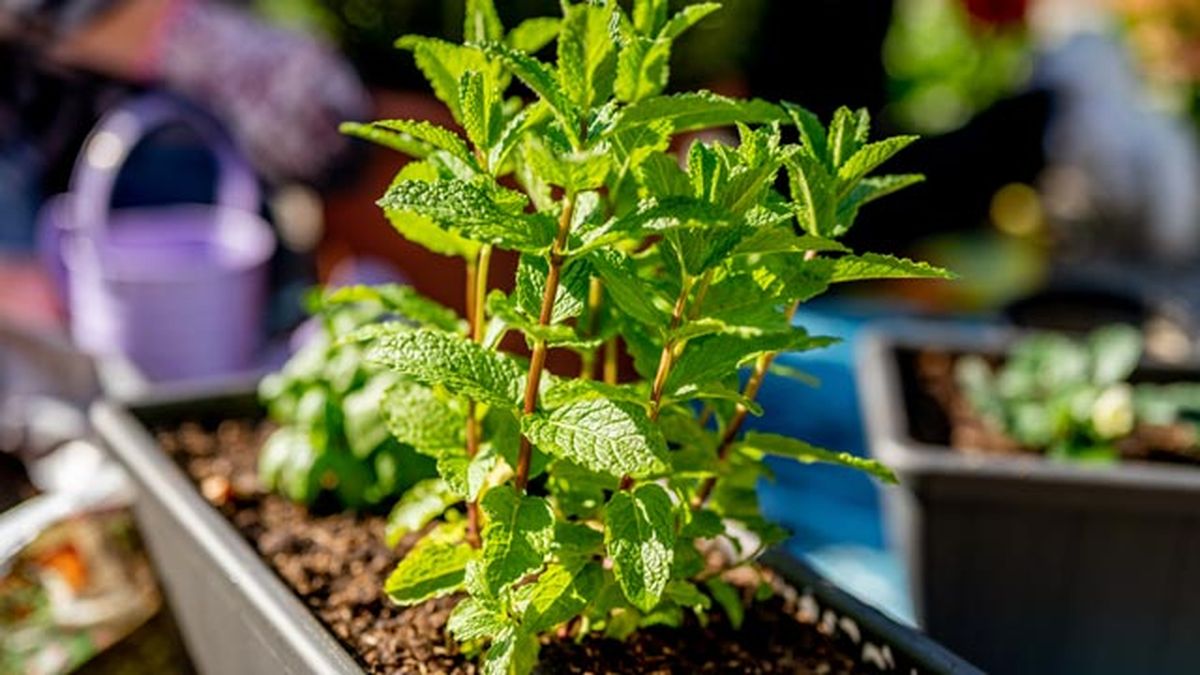 menta planta anti insecto