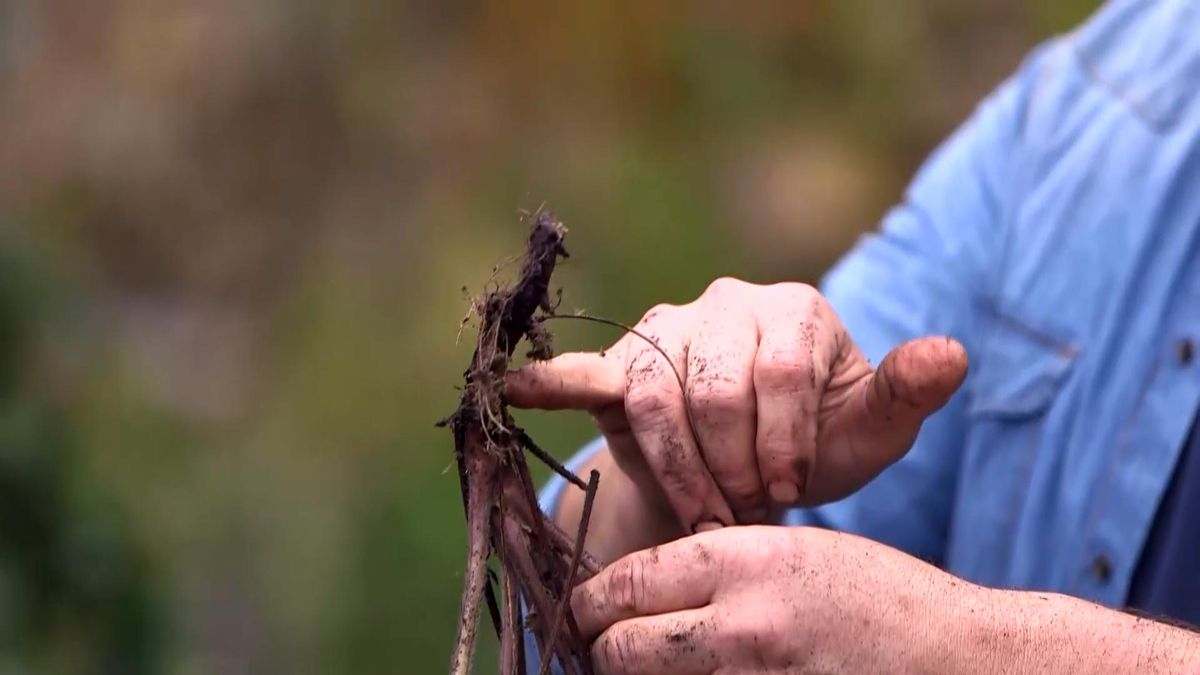 971 jardineria euchera hoja grande raiz