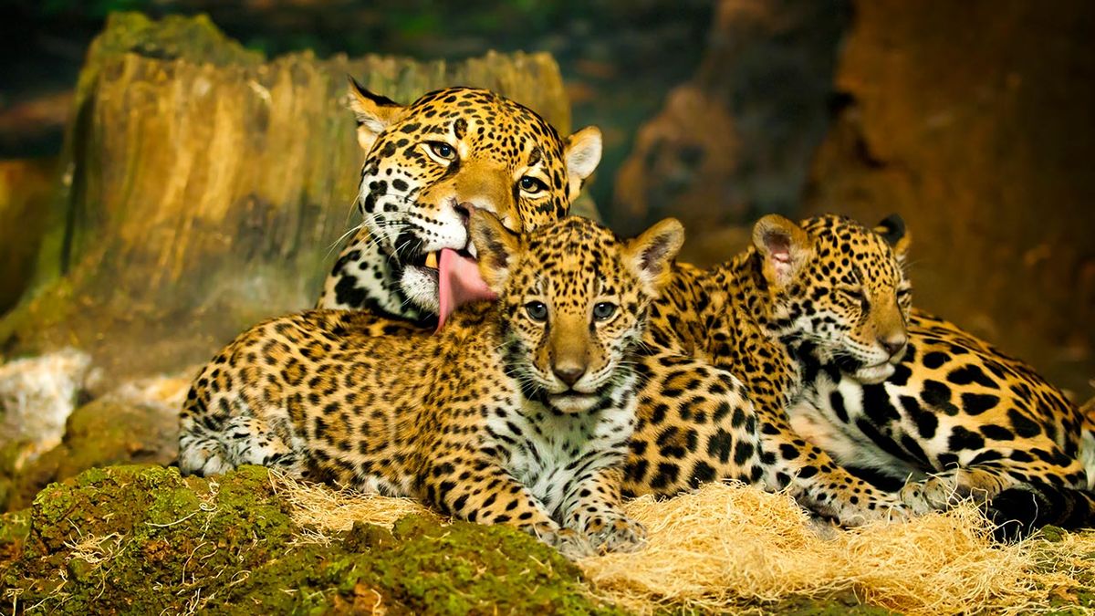 jaguar diferencias leopardo guepardo 4