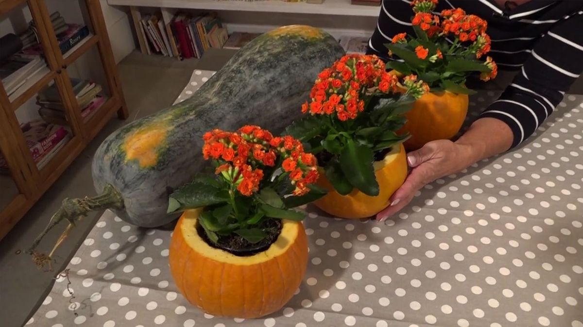 centros florales calabaza kalanchoe la botica