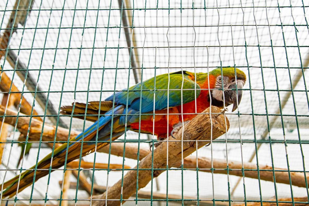 Los aviarios grandes permiten que varias especies de aves puedan vivir y volar dentro de un espacio ideal.