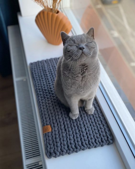 camita gato de trapillo 3