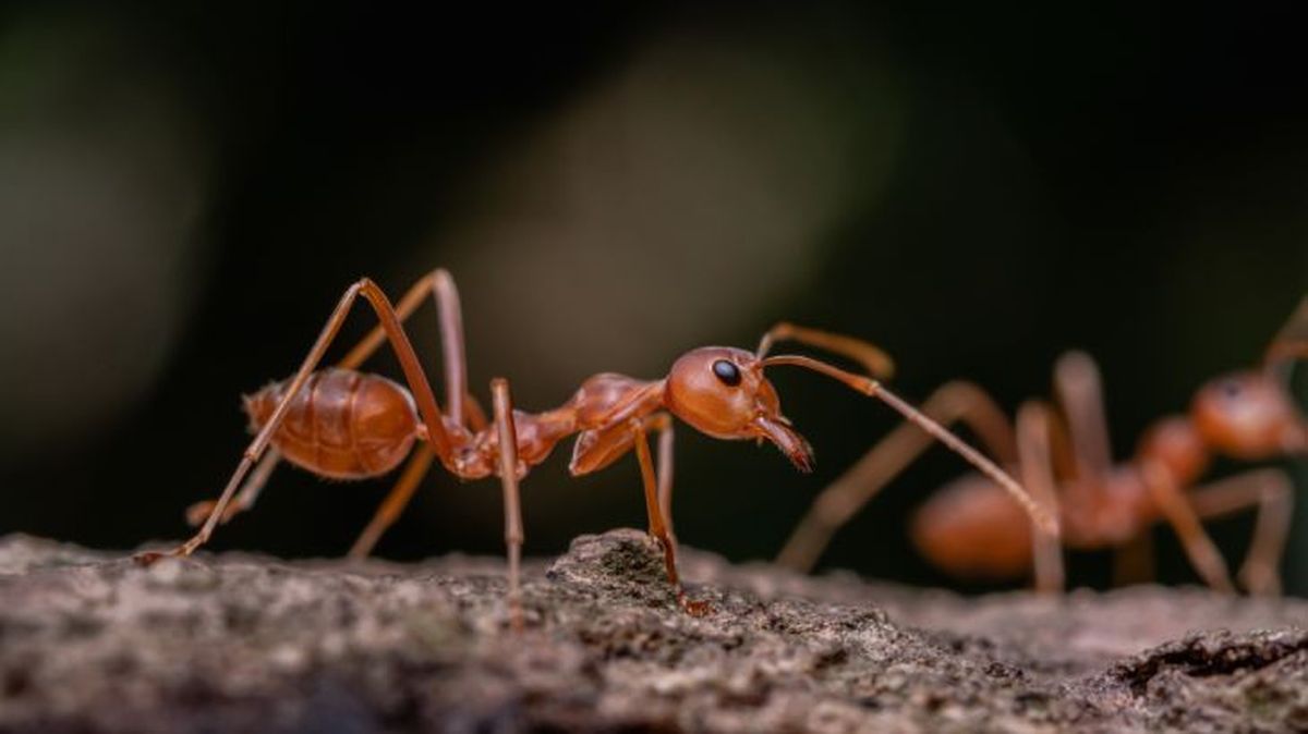 animales y la muerte 4