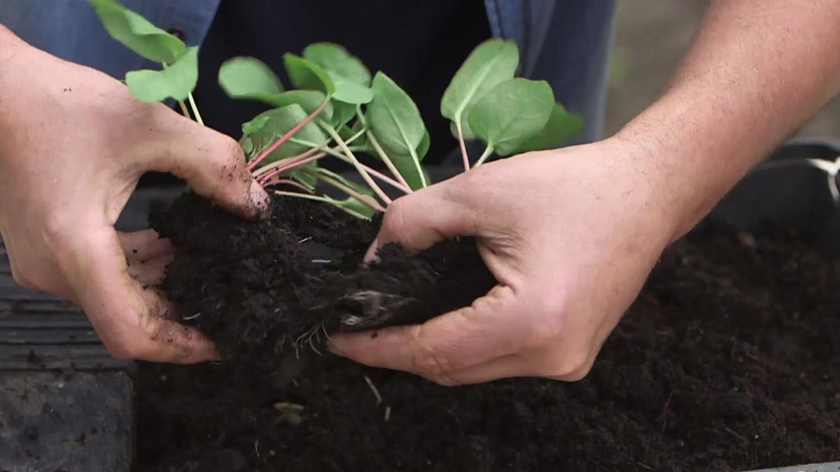 brico 992 jardineria multiplicacion ruibarbo plantas