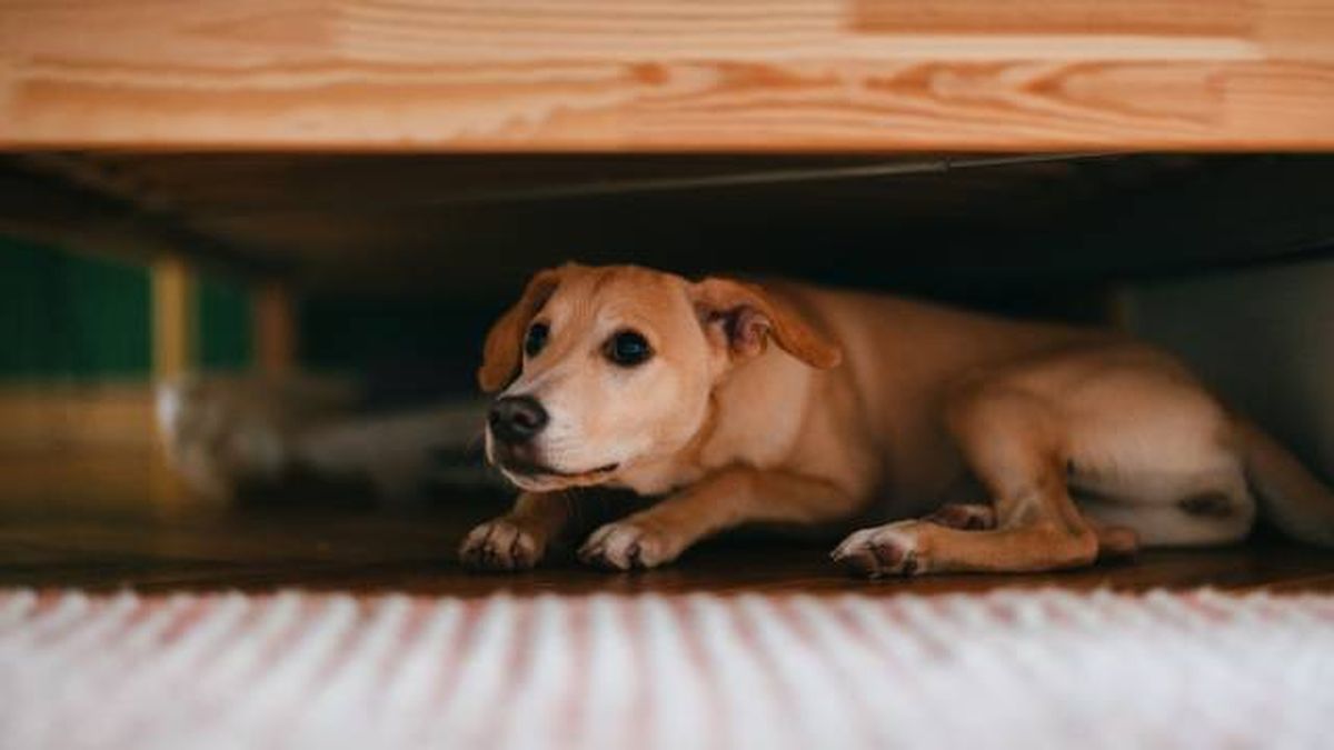 consejos para calmar al perro miedo ruido truenos tormentas