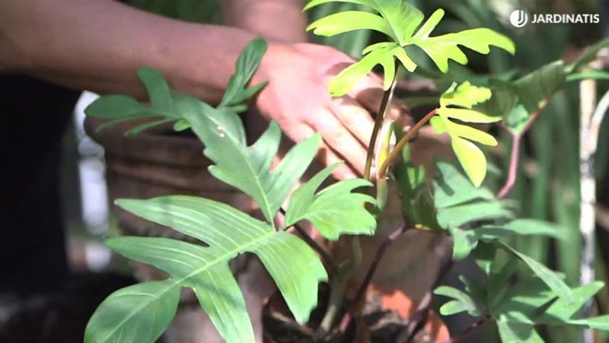 Philodendron scandens