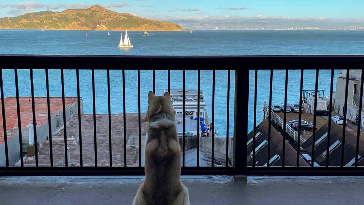 apartamentos en primera linea de playa alojamientos dogfriendly