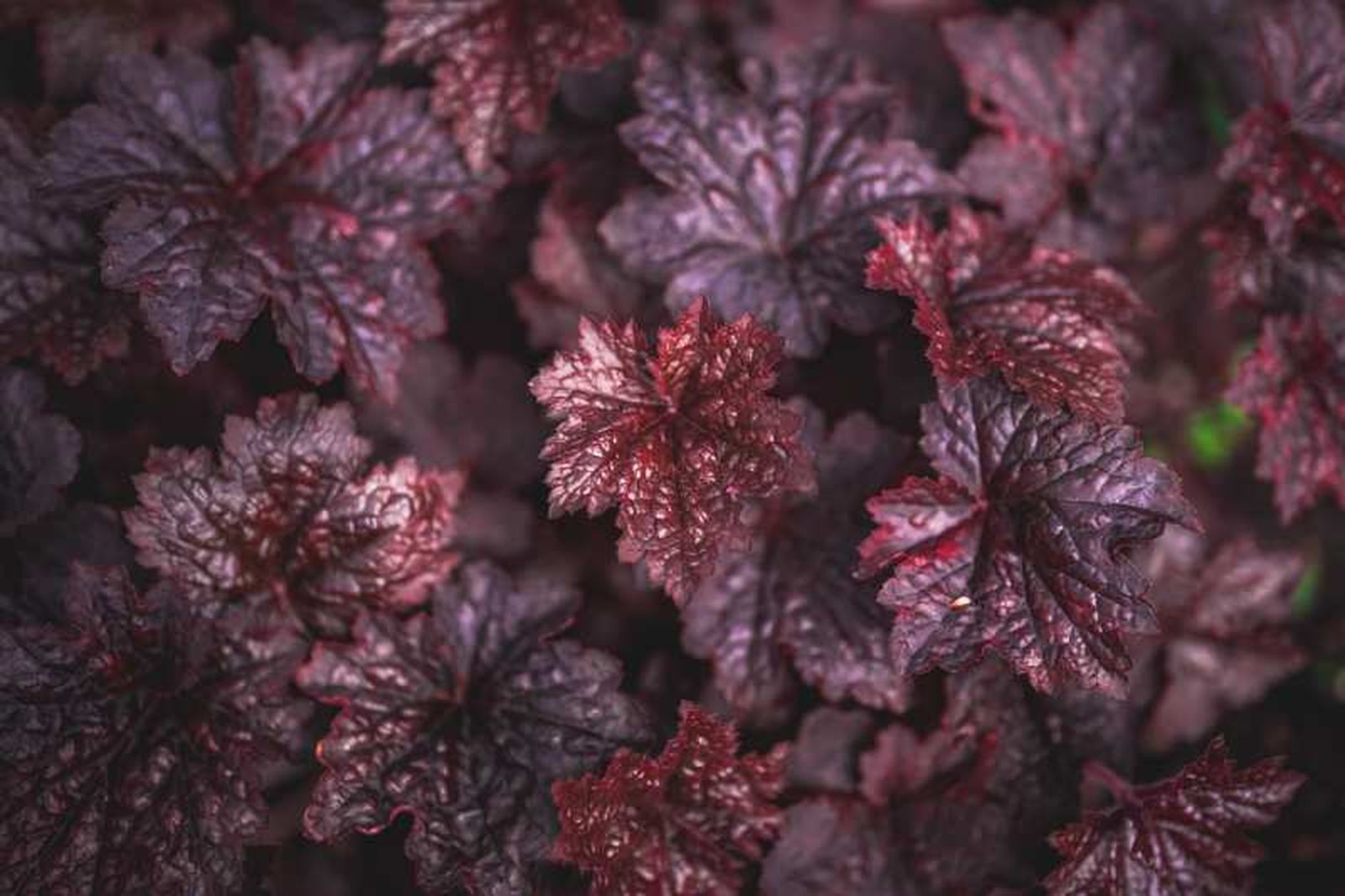 Heuchera sanguinea