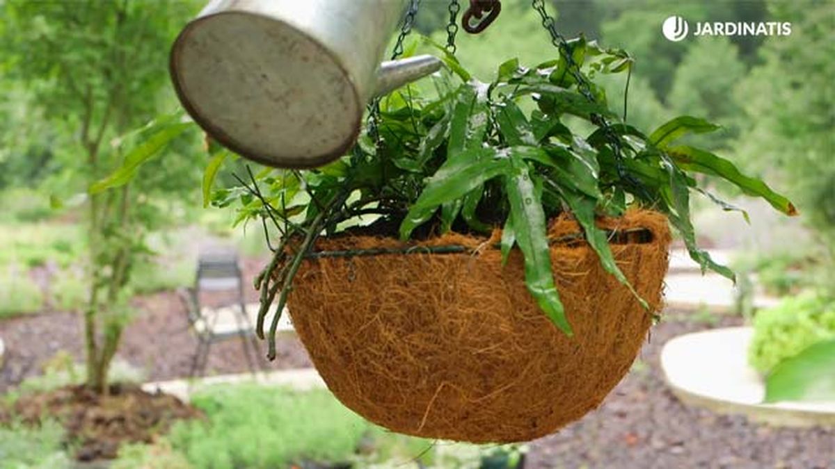 tiestos de fibra de coco helechos brico 919