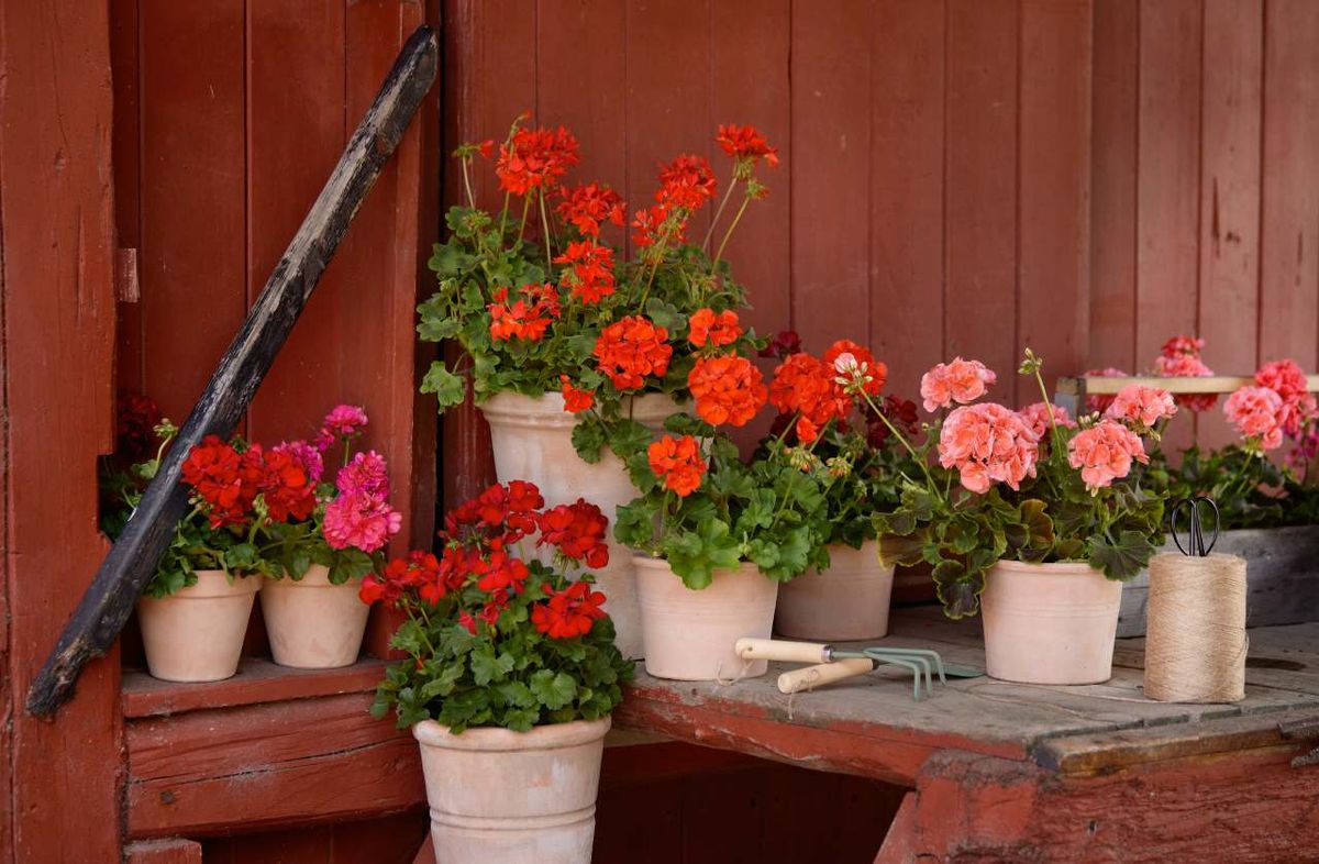 El geranio es una de las plantas más populares en España