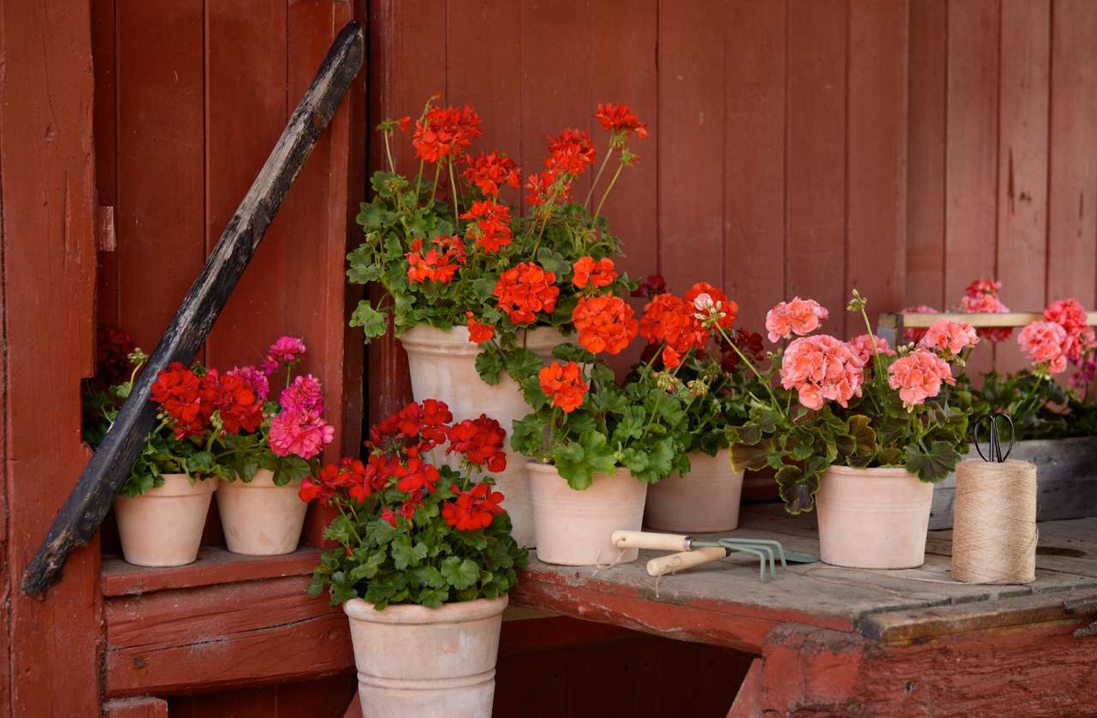 El geranio es una de las plantas más populares en España