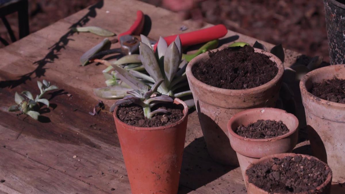 brico 1007 jardin multiplicar plantas por esqueje