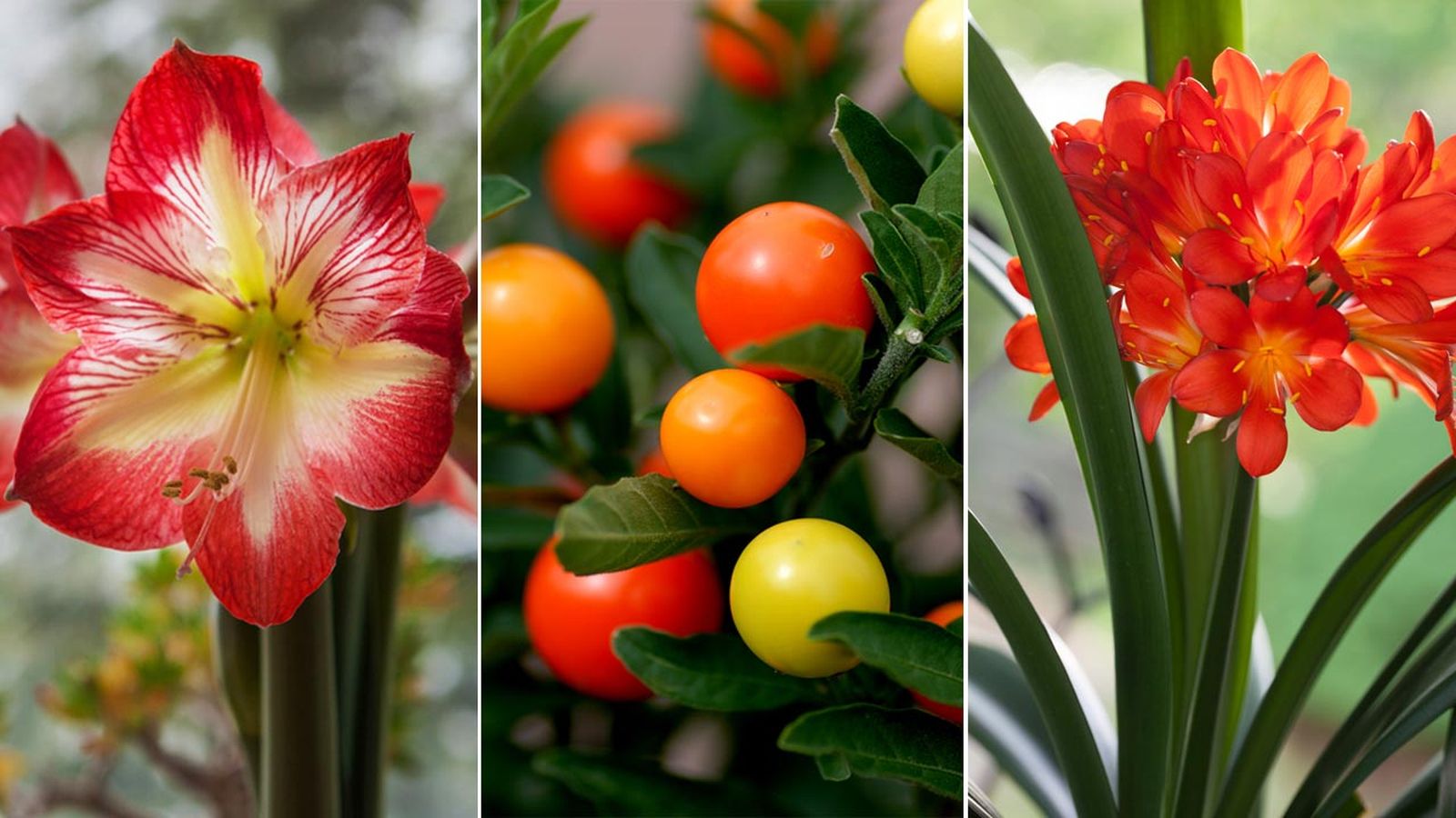 3 plantas invernales para tener en casa