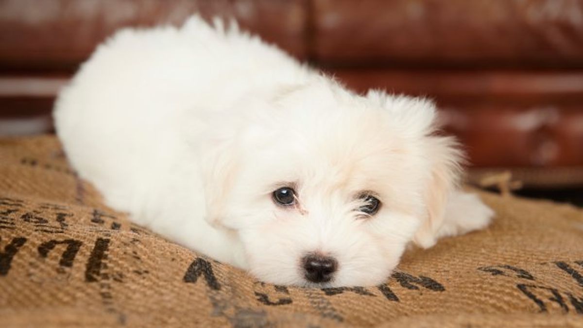 coton de tulear 7
