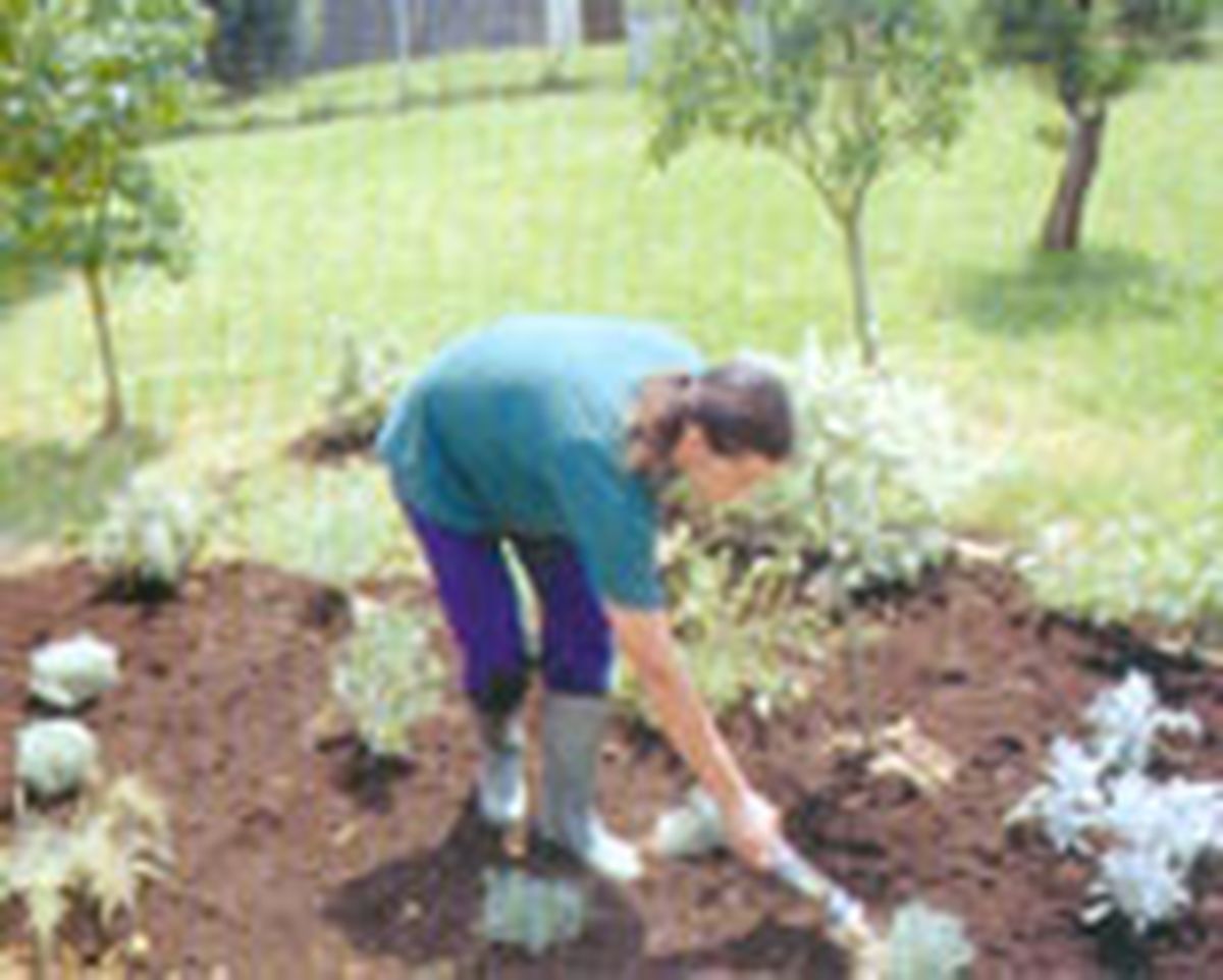 parterre arbustos follaje gris 7