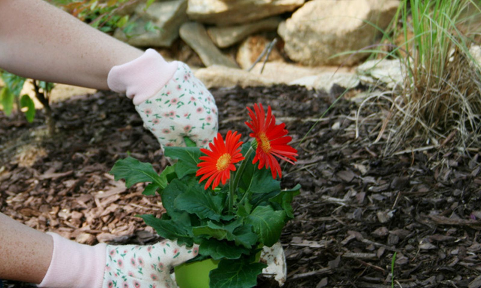 acolchado despues plantar xl
