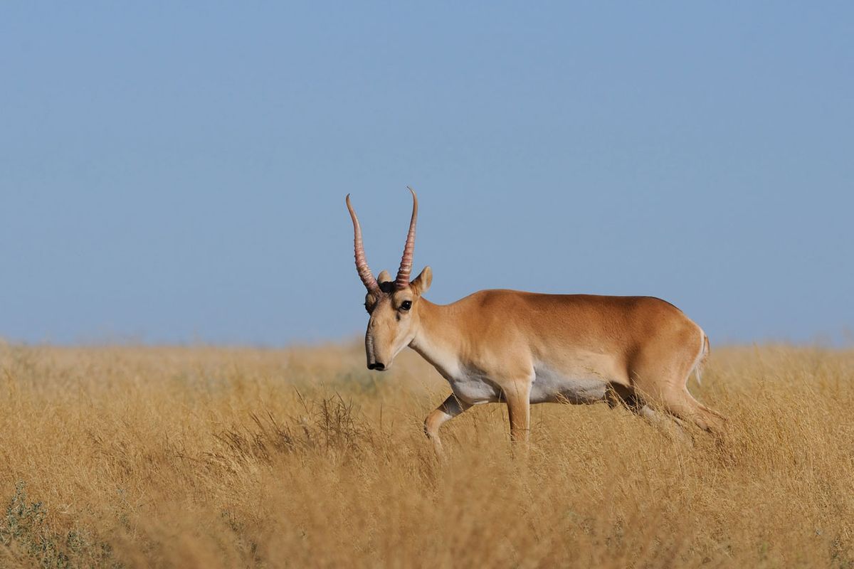 saiga caracteristicas físicas