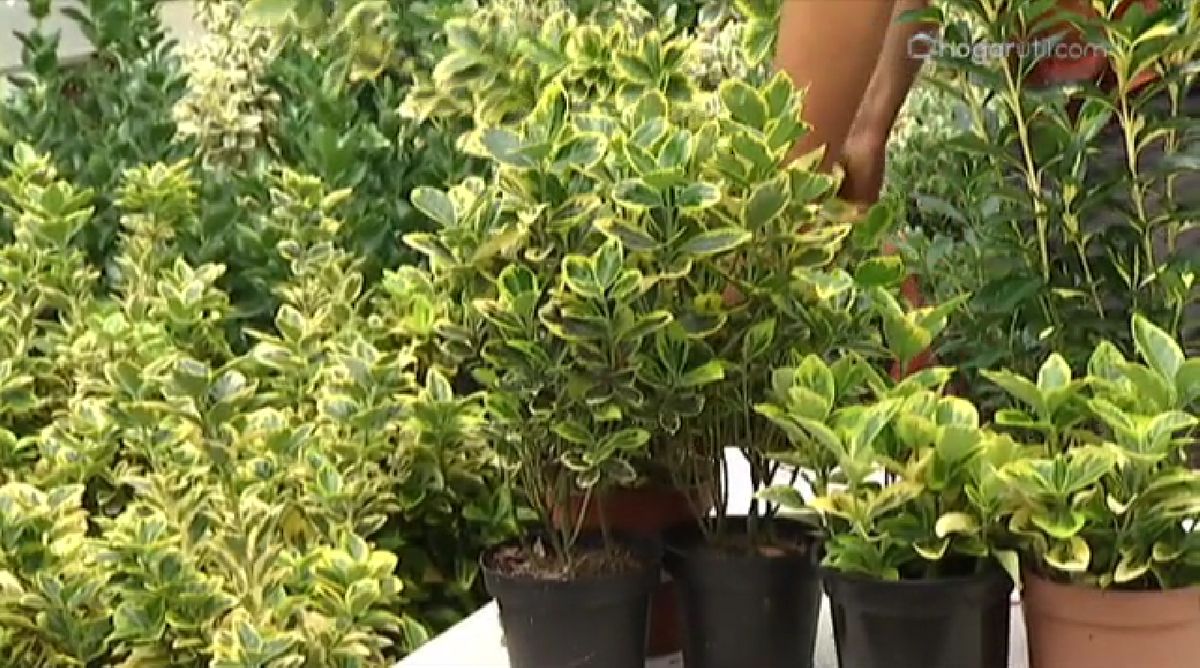 Euonymus japonicus amarillo