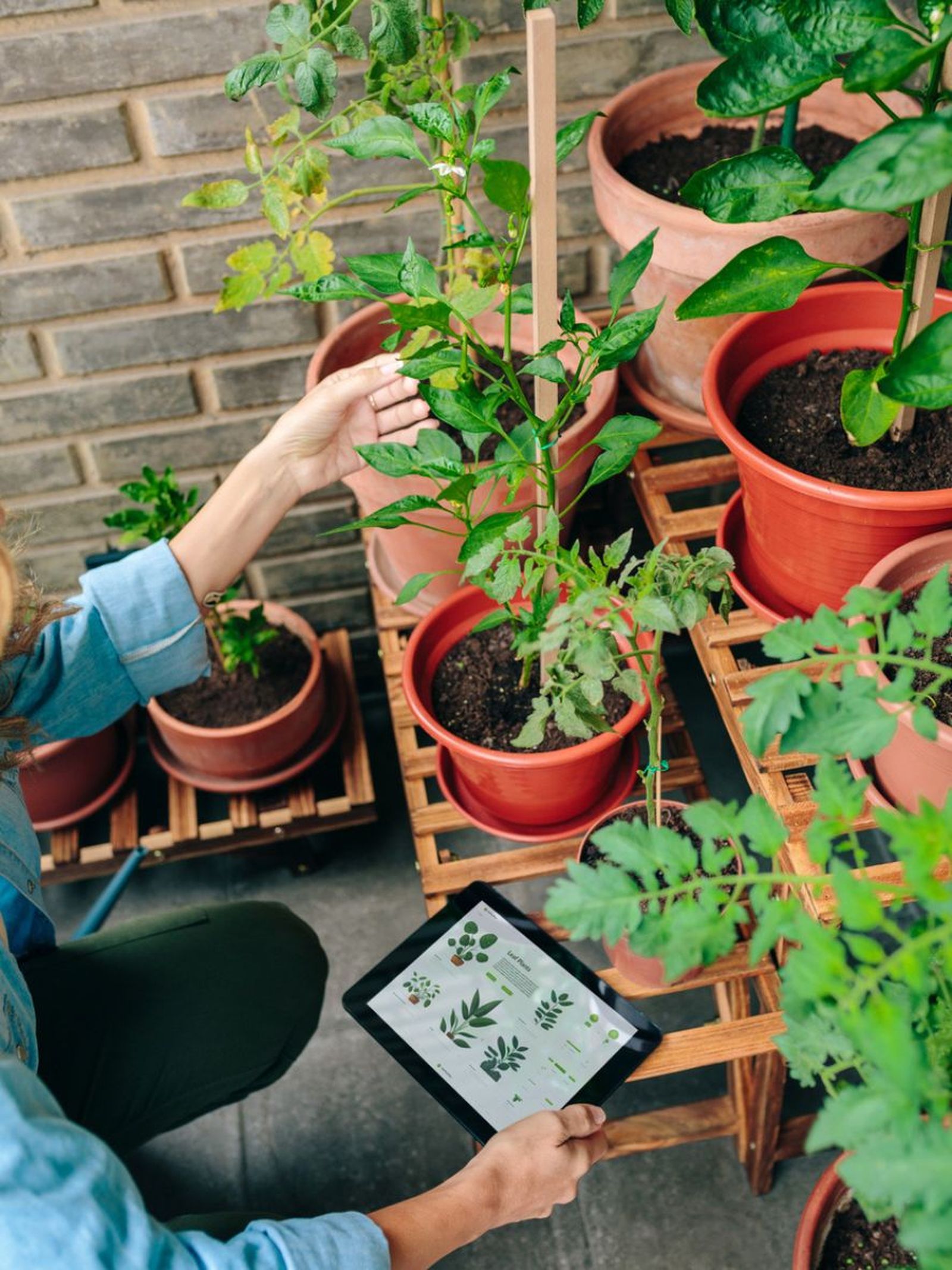 cuanta luz necesitan plantas
