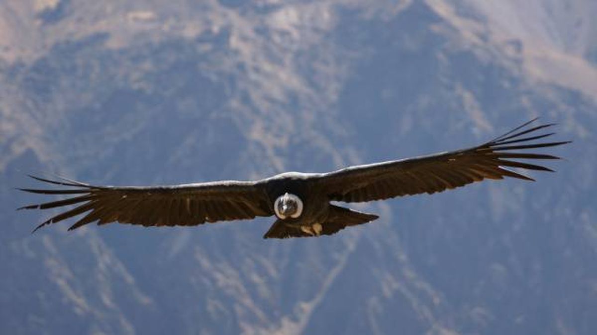condor volando