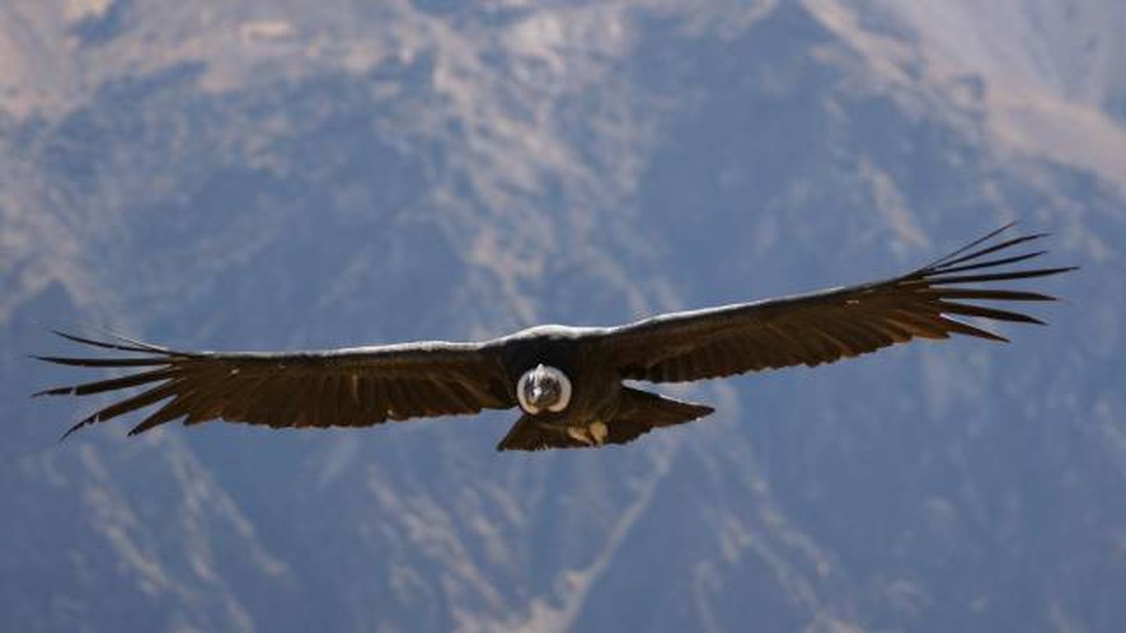 condor volando