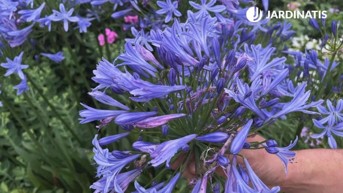 Agapanthus africanus