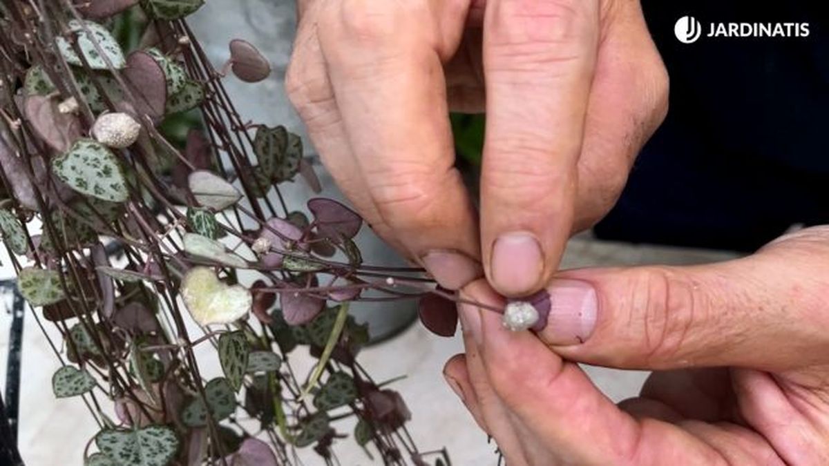 ceropegia woodii tuberculos jardinatis 23 36