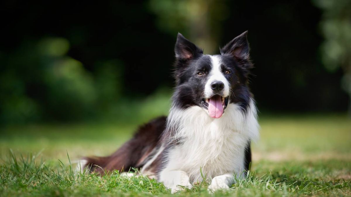 border collie (2)