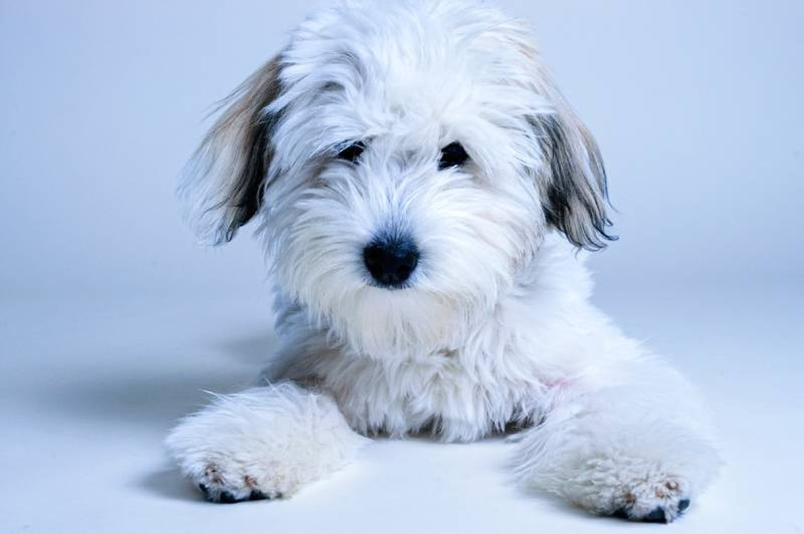 Coton de Tuléar