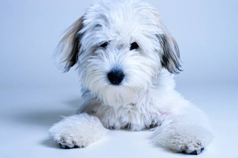 Coton de Tuléar
