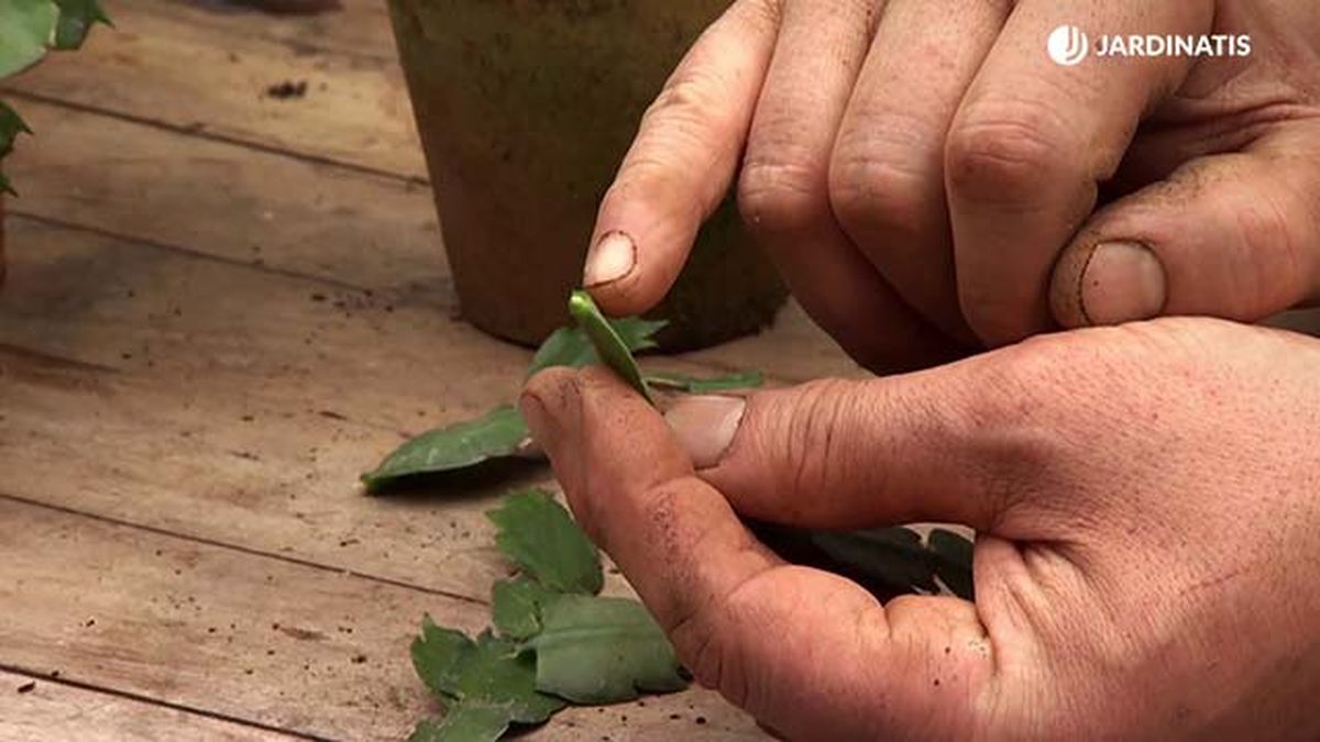deco 680 cactus navidad reproduccion secar hojas