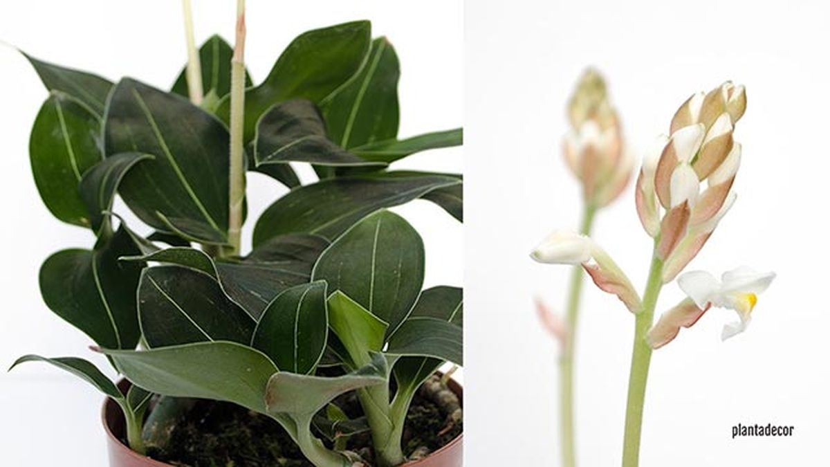 ludisia discolor green velvet xl