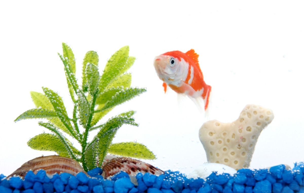 Acuario para principiantes