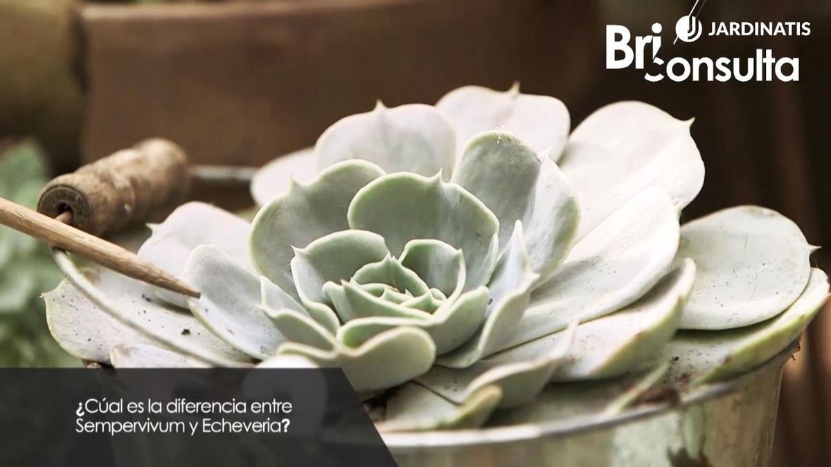 Las diferencias entre Sempervivum y Echeveria son fáciles de identificar
