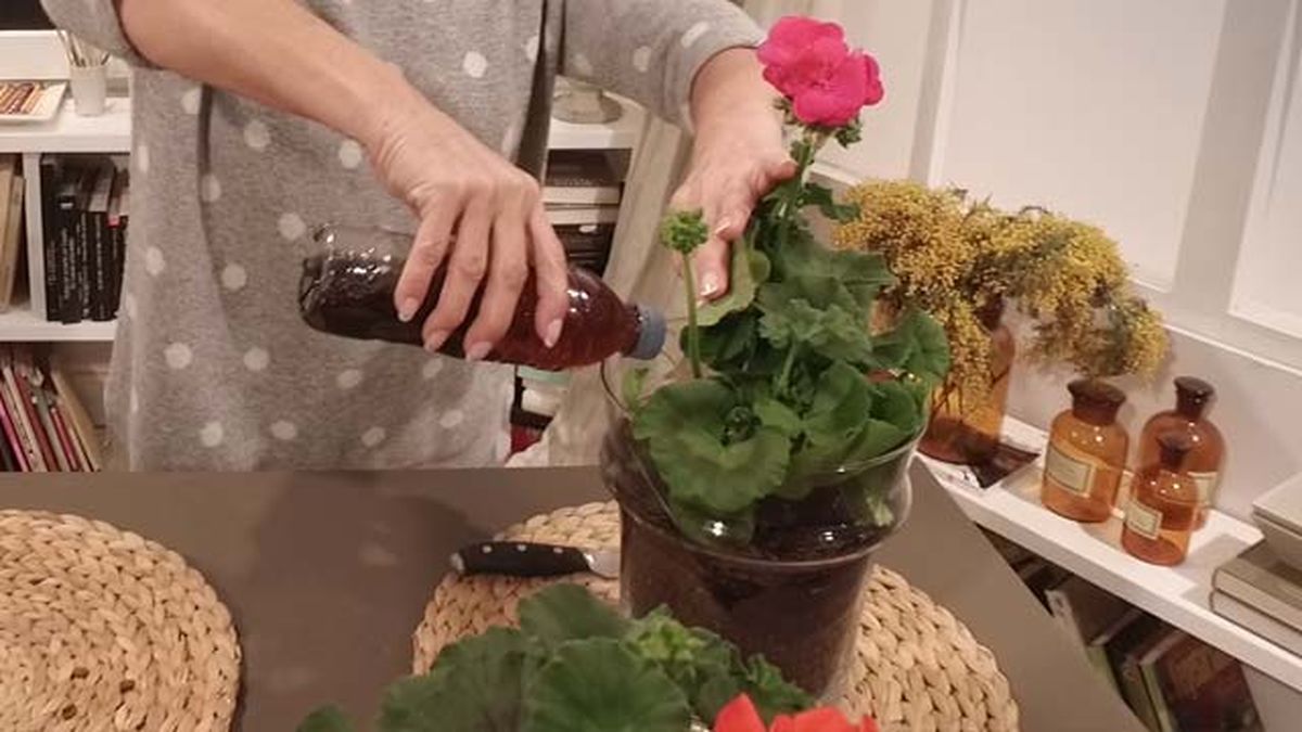 hacer fertilizante de plantas con cafe la botica