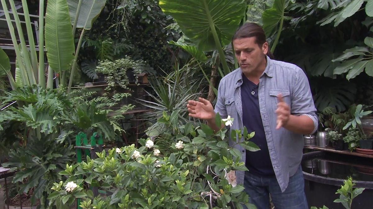 deco 742 gardenia cuidados