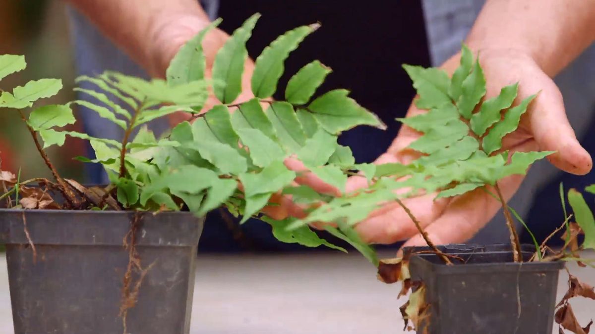 brico 929 3 helecho acebo reproduccion