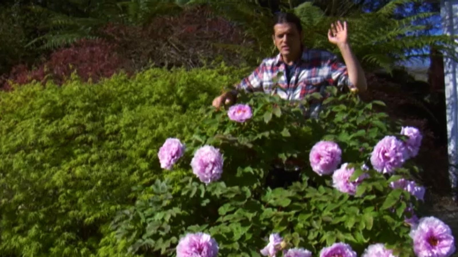 DEKO_JARDIN_529_Peonia Paeonia suffruticosa_crecimiento
