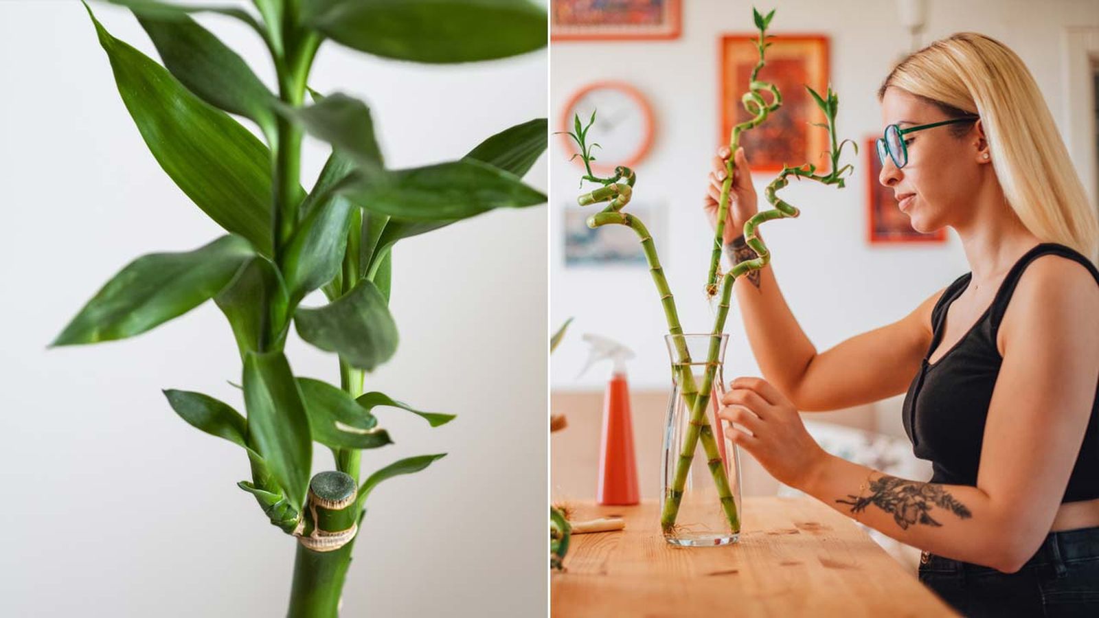 bambu de la suerte plantacaracteristicas cuidados