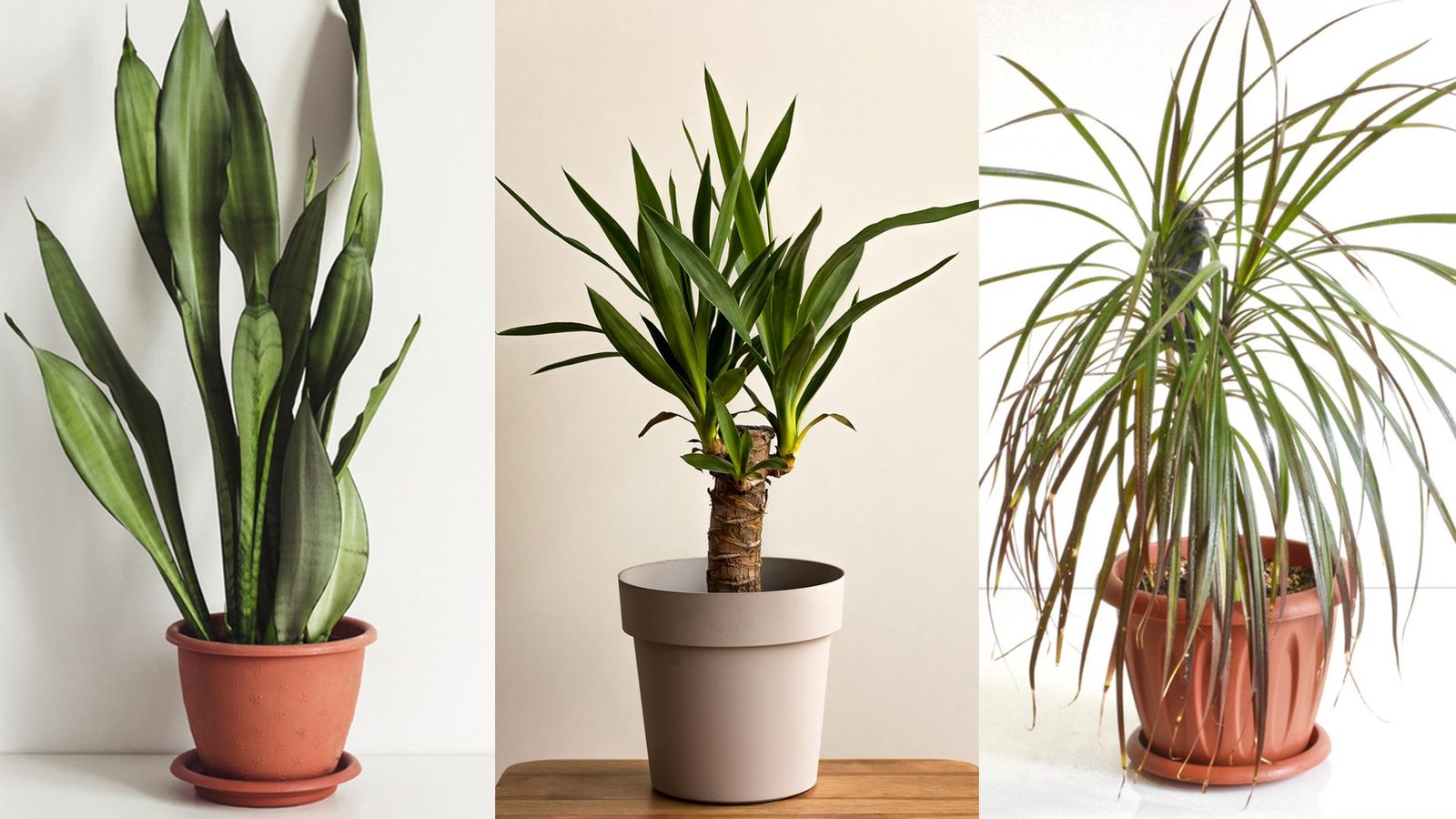 plantas hall poca luz xl