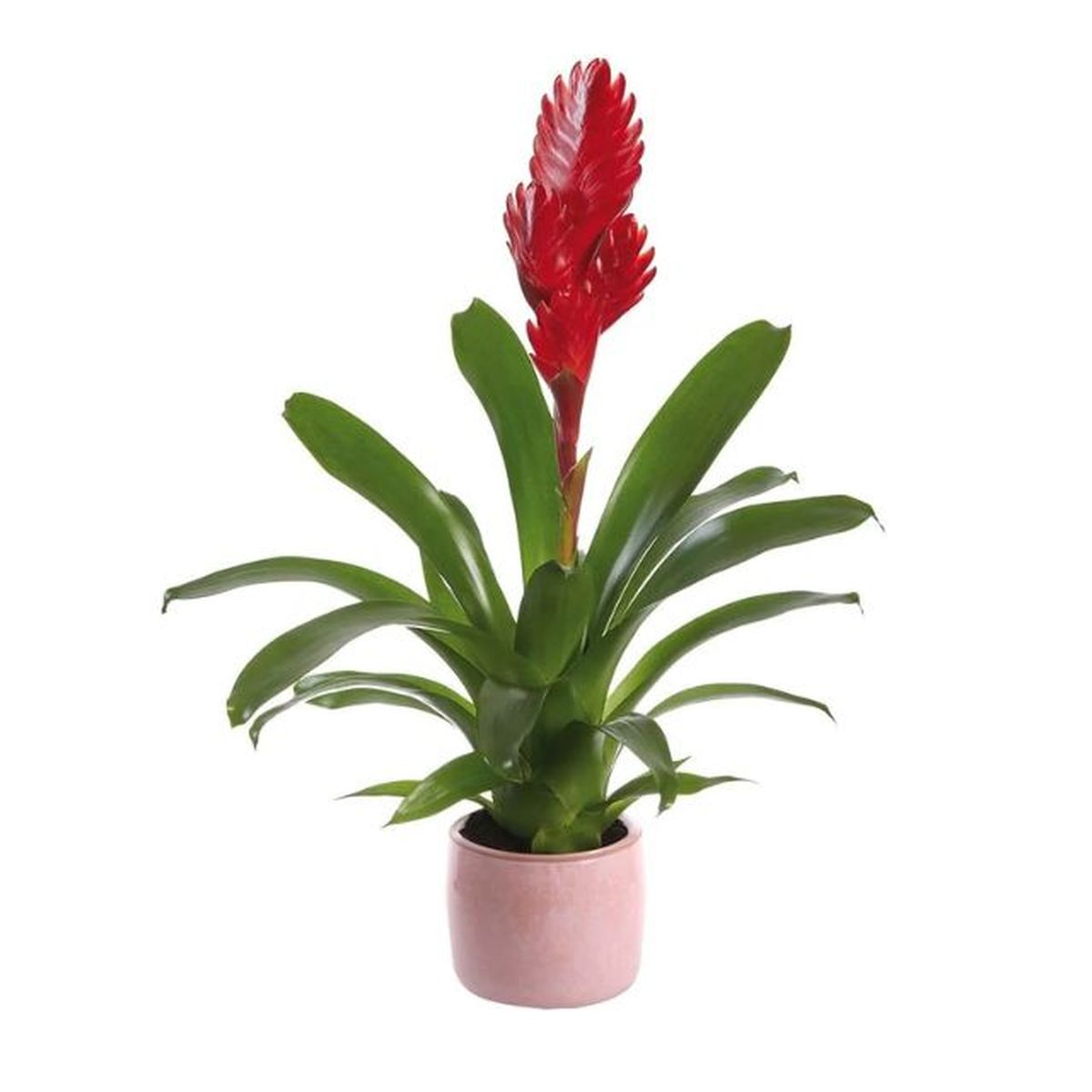bromelia guzmania lidl