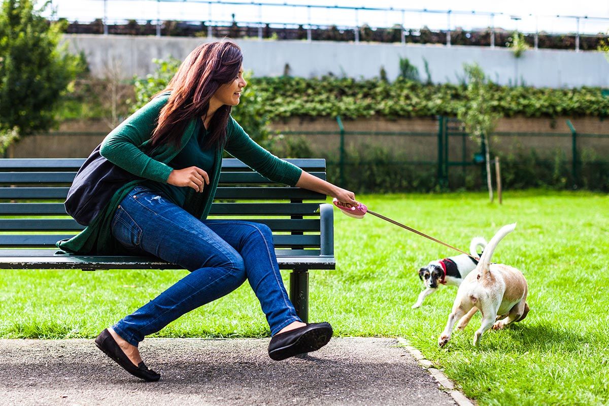 mascotas perros ciudad4