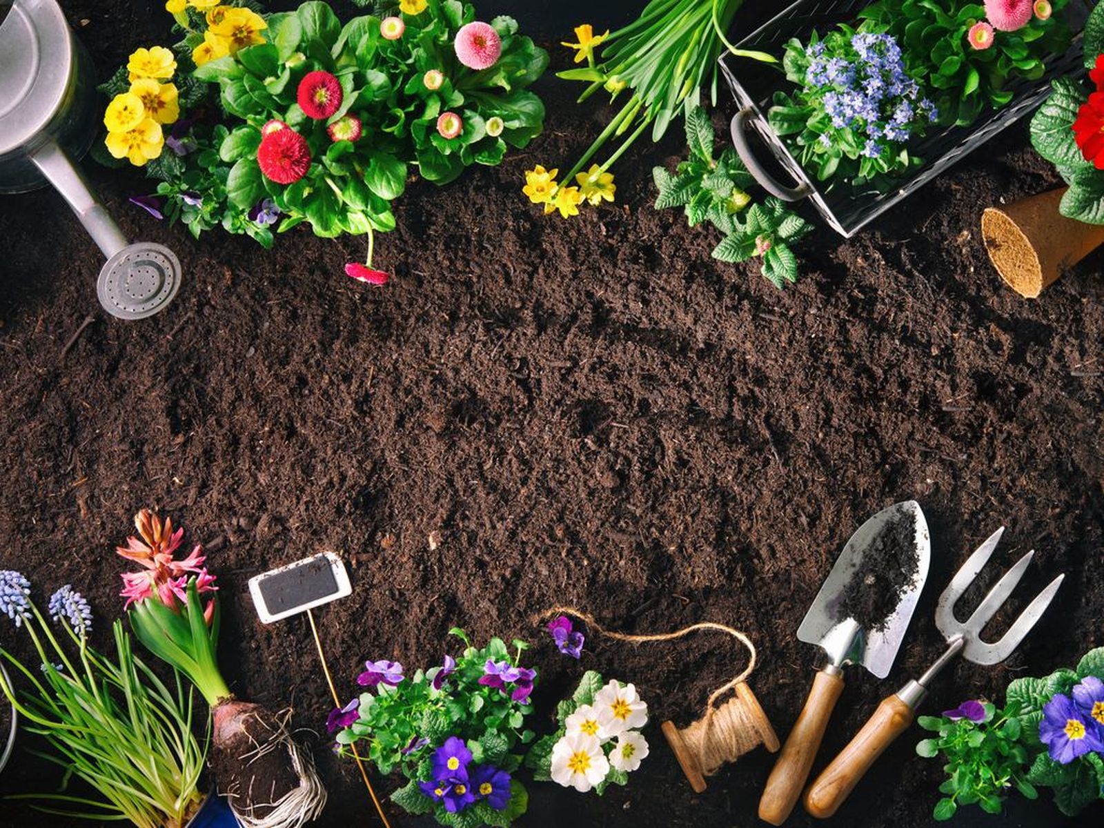 Investiga siempre qué plantas son adecuadas para tu zona concreta.