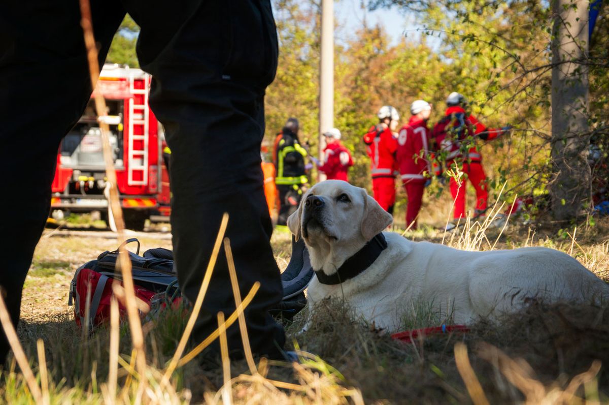 mejores razas perro rescate labrador