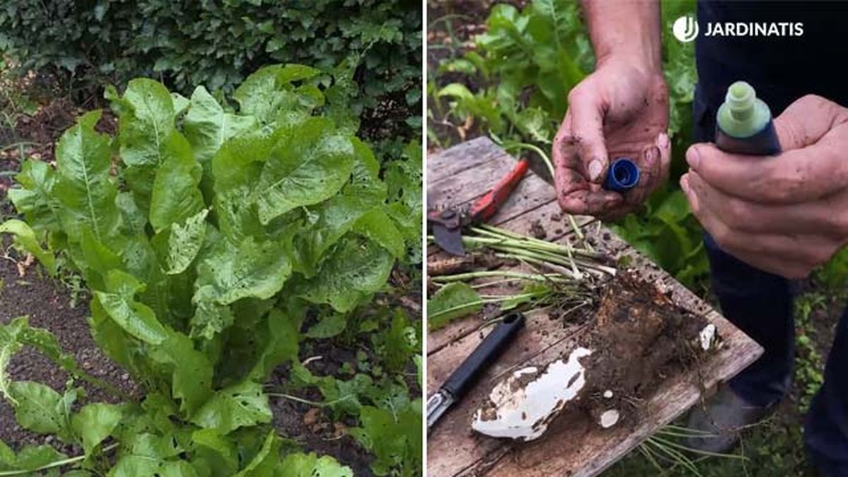 Horseradish planta falso wasabi jardinatis 22 21