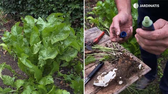 Horseradish planta falso wasabi jardinatis 22 21