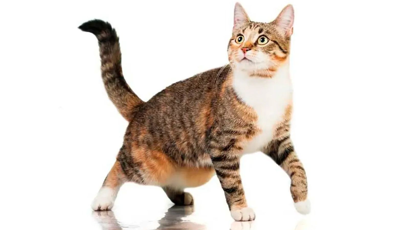 bolsa primordial de los gatos ok