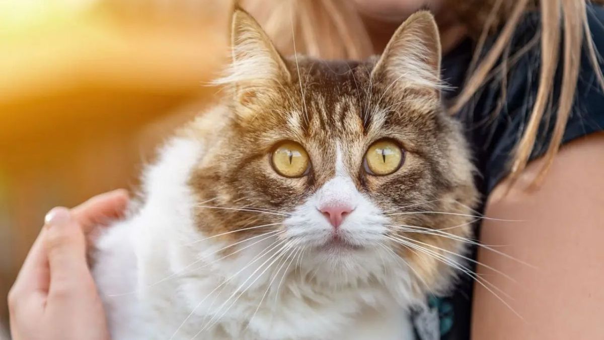 que pasa si le cortas los bigotes a un gato ok