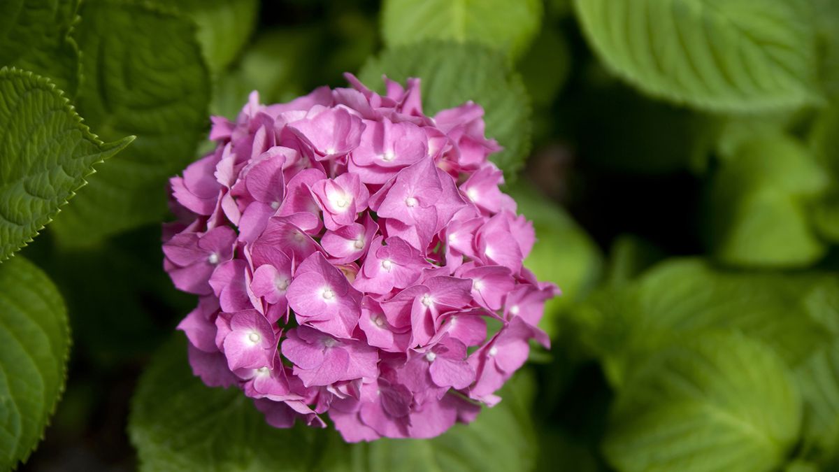 hortensia planta