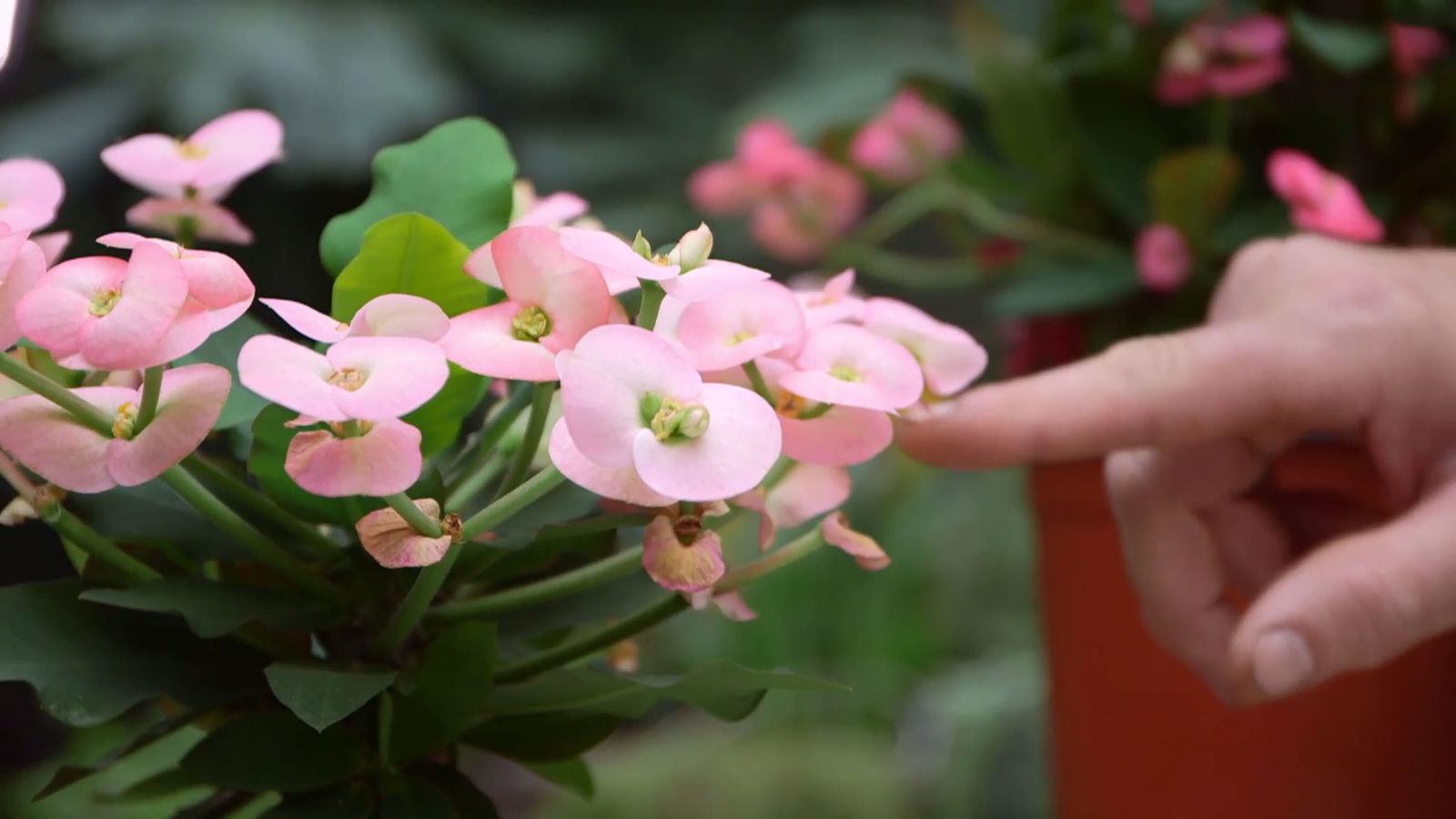 brico 952 3 euphorbia mii xl